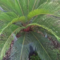 سیکاس،یاس هلندی،آگاو،برگ عبایی