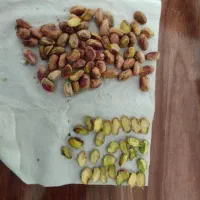 خرید پسته کال  پسته همه رقم  خشک  مغز پسته