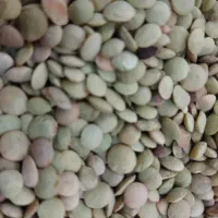 عدس محلی مغان