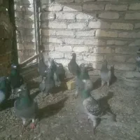 کبوتر المانی