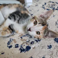 گربه