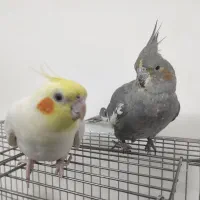 یه جفت عروس هلندی مولد