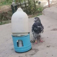 جوجه کبوتر گمشده