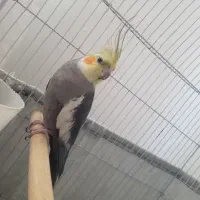 عروس هلندی نر جوان
