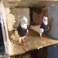 کبوتر|پرنده|مریوان, |دیوار