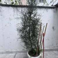 درخت افوربیا تیروکالی (جون من یه برگ بده)