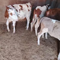 گوساله