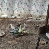 فروش عروس هلندی و مرغ عشق