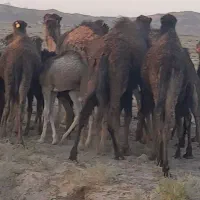 شتر