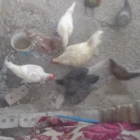 مرغها لاری خروسها لاری