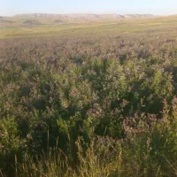 پرس یونجه گلیل بیدران