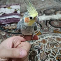 عروس هلندی