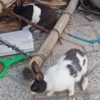 خرگوش