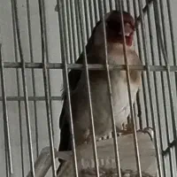 یک عدد سهره جوجه قفس کشیده وسرنوکدار