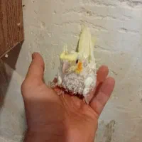 تعدادی جوجه عروس هلندی سرلاکی
