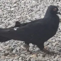سلام ۳تا کفتر استند ۲تا تهرانی و۱ زاغ