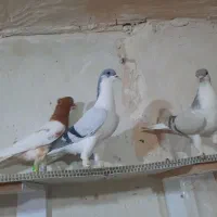 ۱۰تا حیوان رنگی واثه یه بام