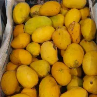 انبه محلی رسیده