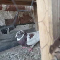 کبوتر خال