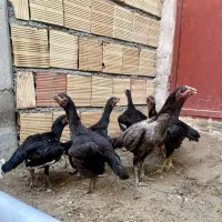 مرغ|حیوانات مزرعه|میناب, |دیوار