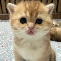 بچه گربه بریتش ny11گلد دست پا کوتاه اورجینال