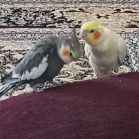 عروس هلندی تخم گزار