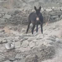 الاغ ماده ۲ ساله سالم و سرحال