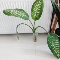 دیفن ریشه دار