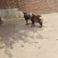 میش بره نر