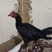 جوجه محلی