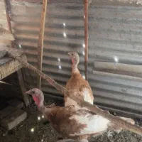 بوقلمون ماده
