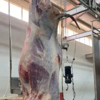 گوشت گوساله گرم کشتارروز جونه