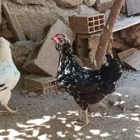 چهار عدد مرغ گلین لری خالسوزنی