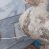دوتا جوجه خروس