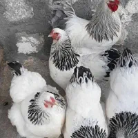 مرغ و خروس دوماهه برهما لایت باکیفیت