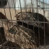 بلدرچین سالم و سرحال