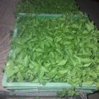فروش