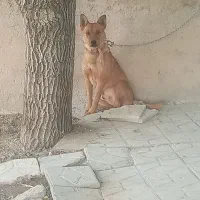 سگ نر