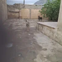 سگ پژدر|سگ|بیستون, |دیوار