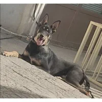 سگ دوبرمن نر