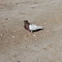 کفتر نر کله سرخ