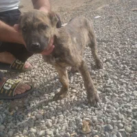 سگ پوست مارری واگذاری خط خونی بالاماده پیت بول