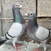 پلاکی و لیلک