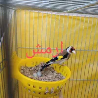 جوجه سهره قناری نر