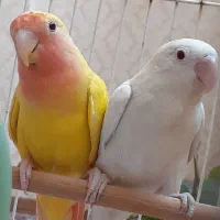 جفت کوتوله اوپال