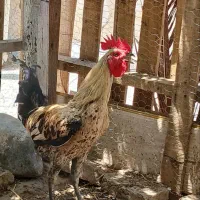 خروس