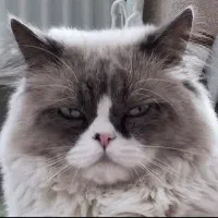 گربه نر نژاد رگدال برای جفت گیری