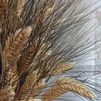 گندم بذری
