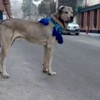 سگ گمشده