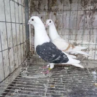 گراف هفرنگ و جوجه رنگه